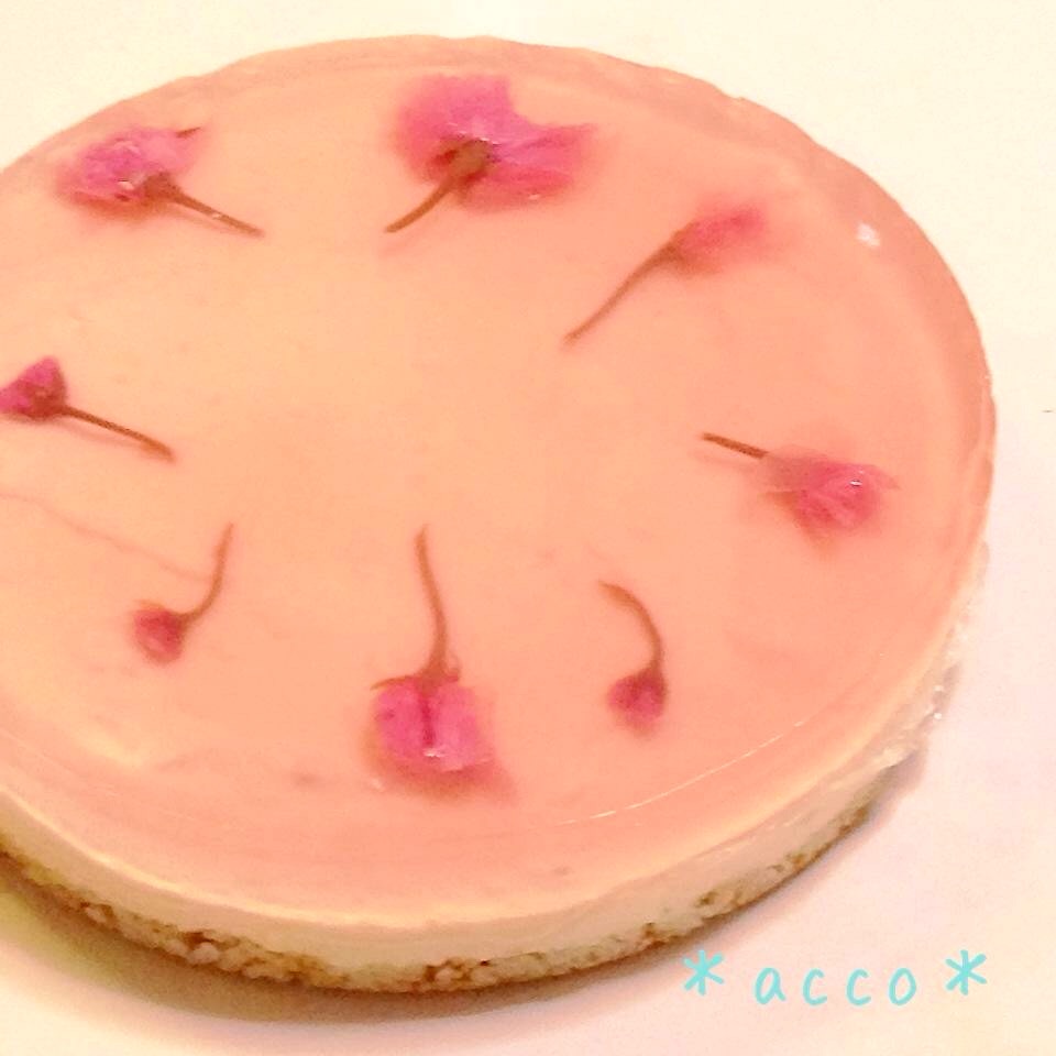 春に作りたい！桜のレアチーズケーキの作り方♪桜の塩漬けがアクセントに